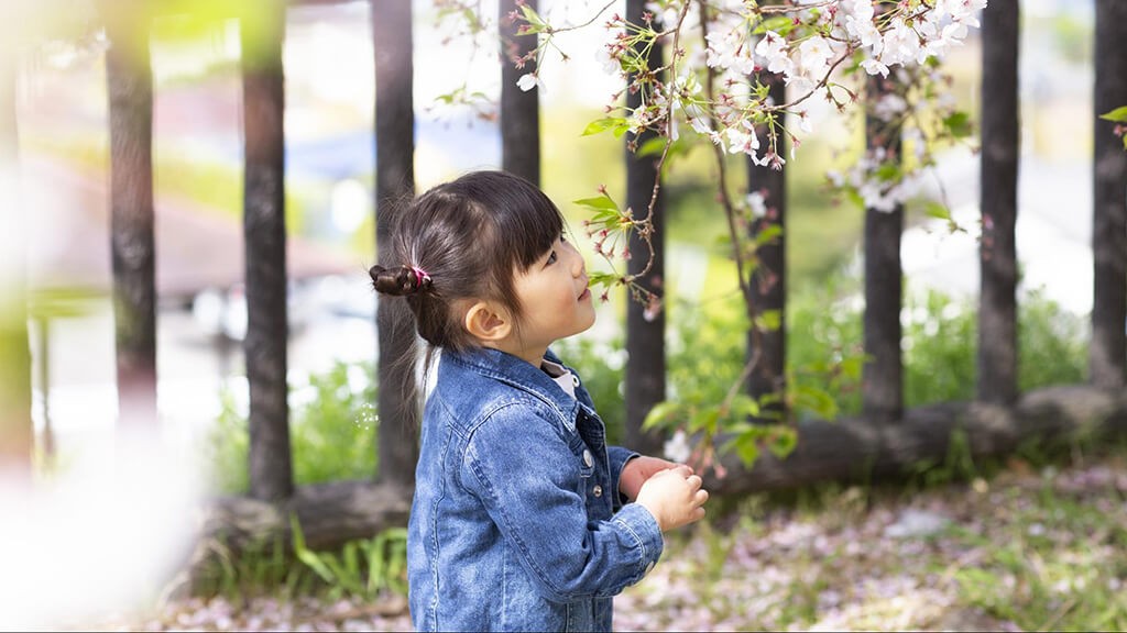 桜を見つめる女の子