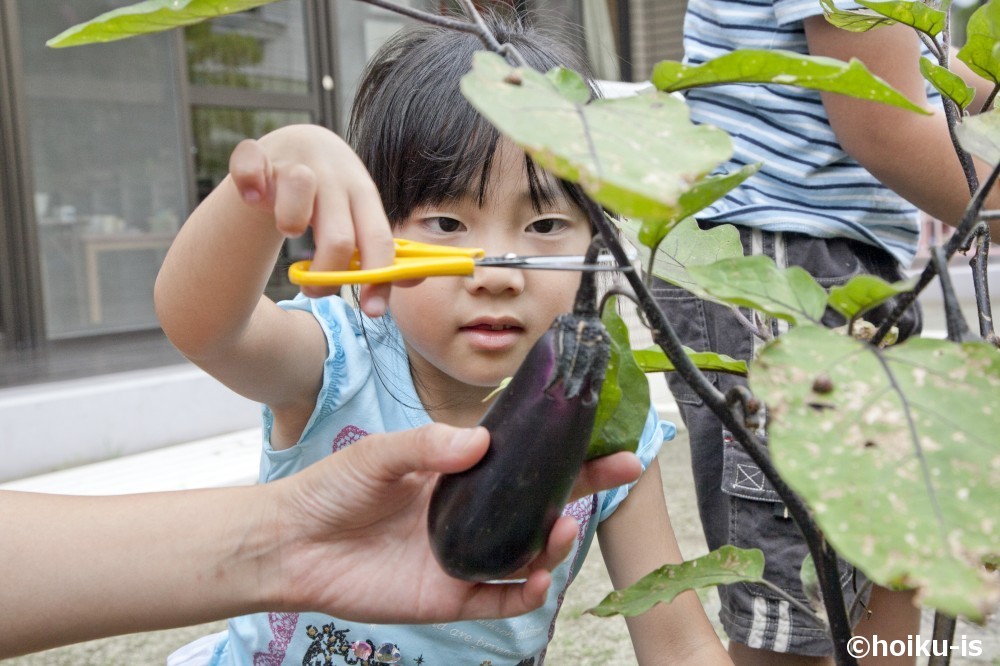 稲をバケツで育てる 園庭が無くても取り組める食育アイデア 保育士 幼稚園教諭のための情報メディア ほいくis ほいくいず