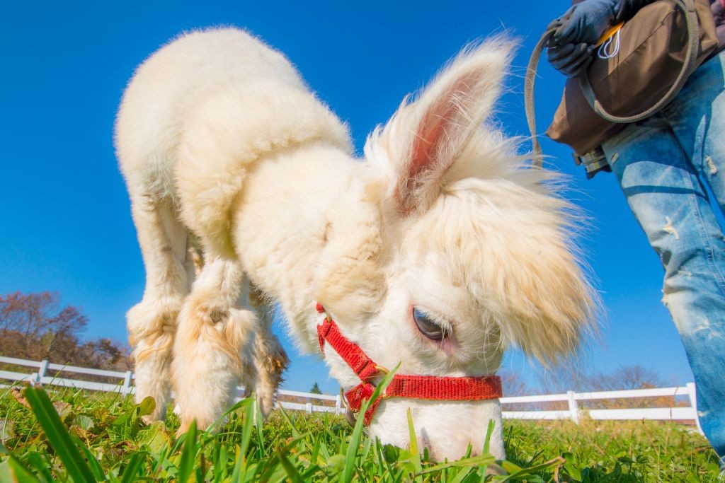 那須どうぶつ王国