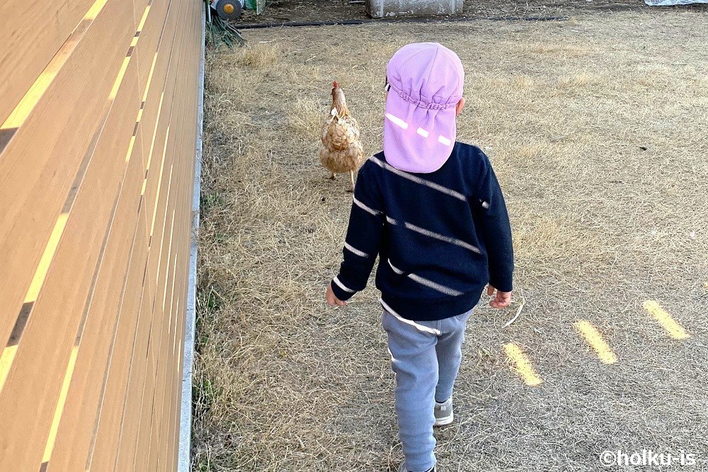 園庭で放し飼いのニワトリを追いかける男の子