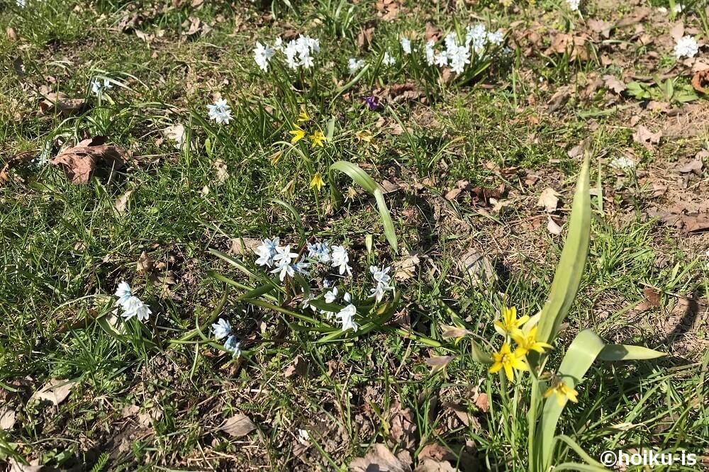 黄色や青、白色の草花
