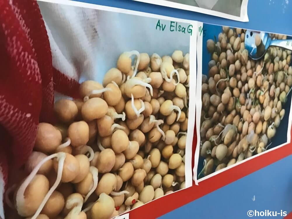 ひよこ豆栽培の記録
