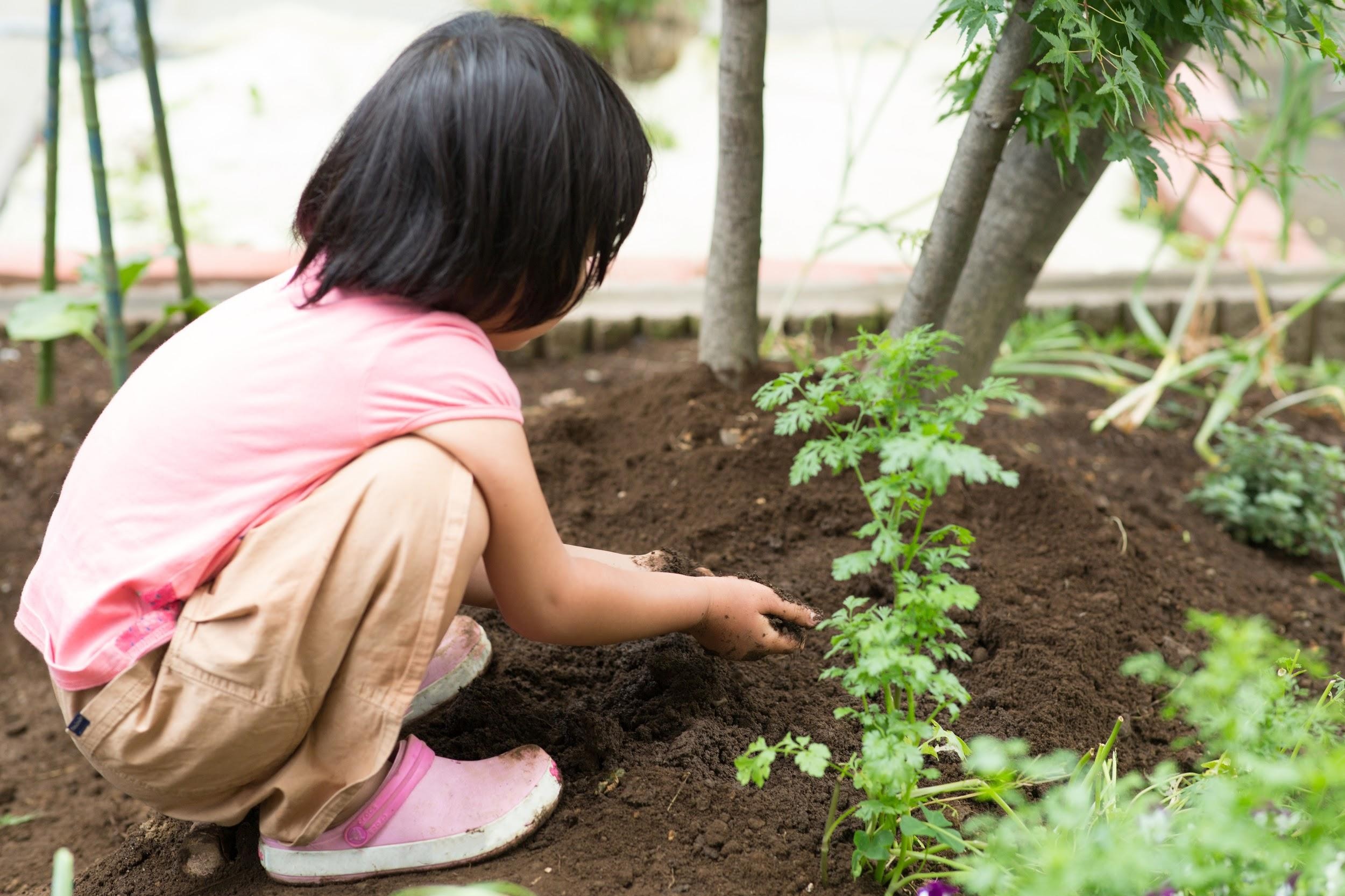 実りの秋を保育園で 秋植え野菜で植物栽培を楽しもう 保育士 幼稚園教諭のための情報メディア ほいくis ほいくいず