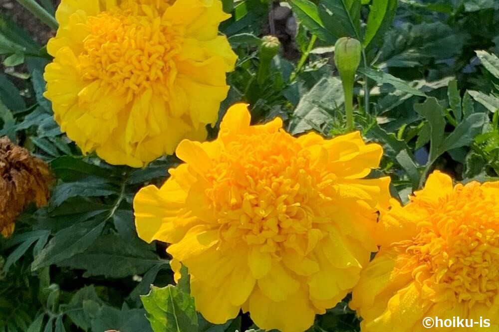 黄色い花