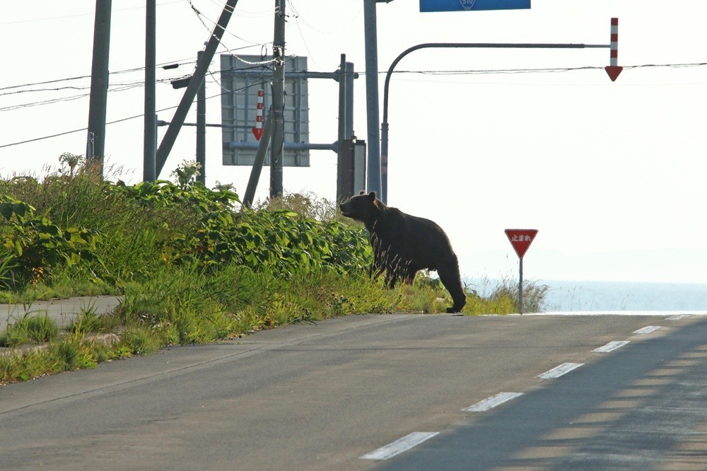 道路を渡る野生のクマ