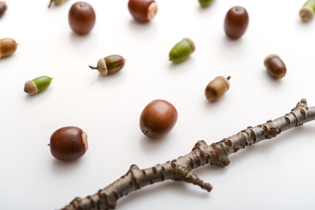 どんぐりコマに適したどんぐり